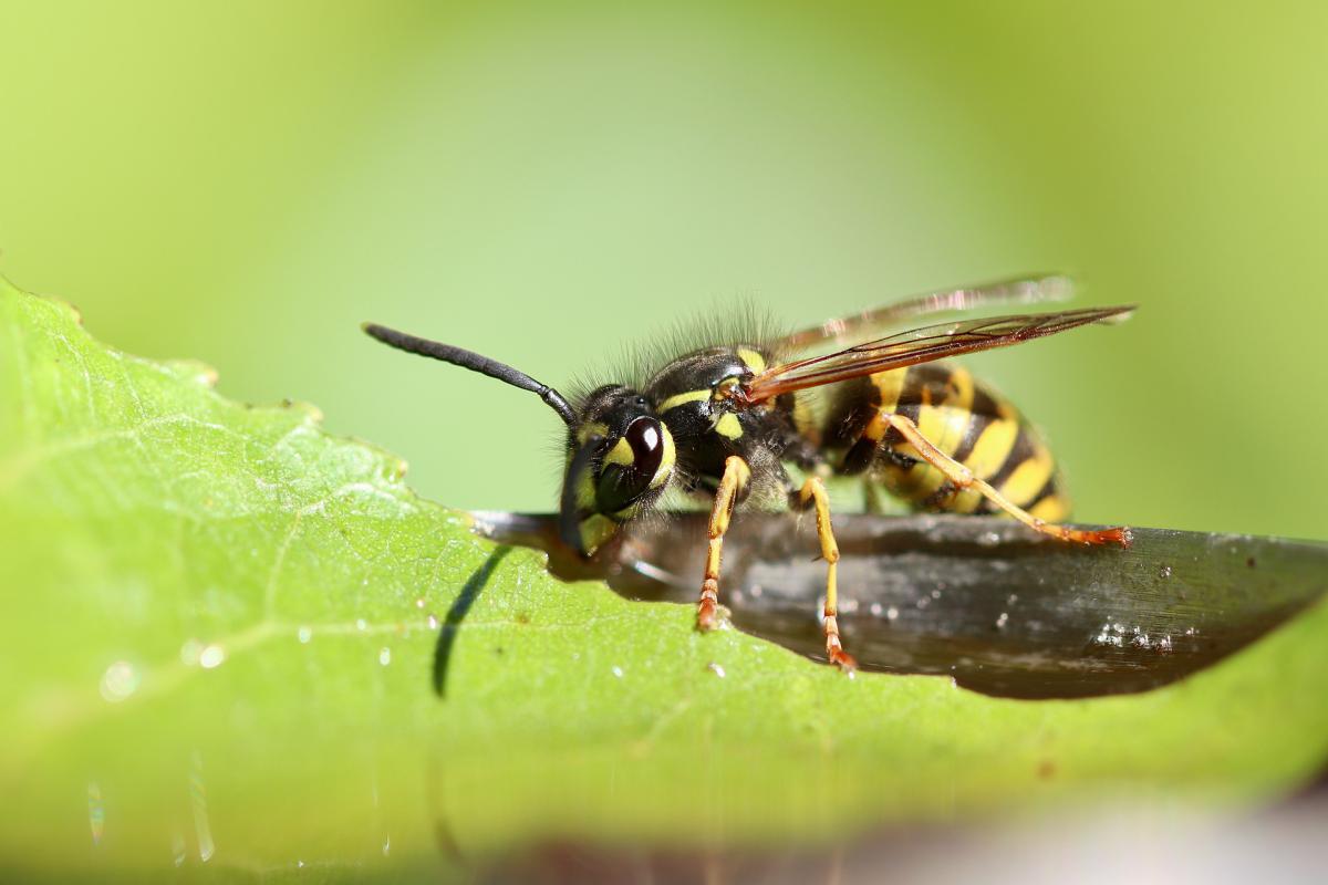 Népszerűtlen, de fontos rovar a darázs